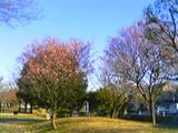 0215中川公園.jpg