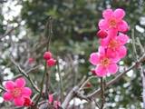 ようやく紅梅