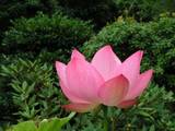 佛法寺のハスの花