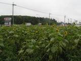 木地区のひまわり畑