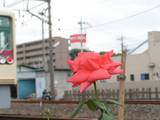0731常盤平線路沿いのバラ.jpg