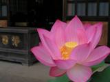 佛法寺のハスの花
