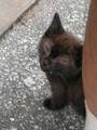 可愛い子猫1