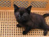 可愛い子猫2