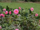谷田の畑の花