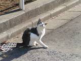 080217CAT.jpg
