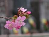 080316佛法寺の河津桜.jpg