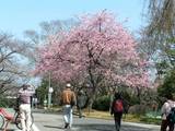 080322千葉大園芸学部.jpg