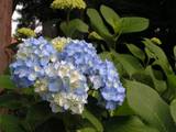 080524紫陽花.jpg