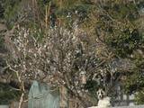 08_0309やあ.jpg
