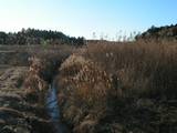 090102師戸川(牧の原付近).jpg
