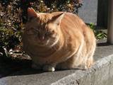 090102CAT.jpg