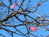 090111小コ公園の紅梅.jpg