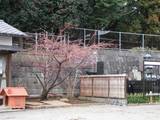090223_佛法寺河津桜.jpg