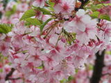 090322_佛法寺河津桜.JPG