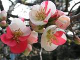 090329_梅.jpg