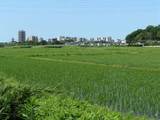 090607_ユリノキ台.jpg