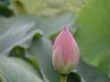 090703_ハス水元1.jpg