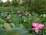 090710_水元公園ハスの花々.jpg