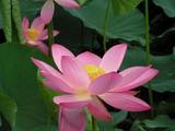 090710_水元公園ハスの花1.jpg