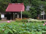 090712_結縁寺のハス.jpg