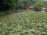 090712_結縁寺の睡蓮.jpg