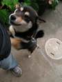 090712_薬王寺の番犬.jpg