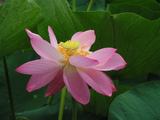 090717_水元のハスの花.jpg