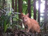 090720_猫.jpg