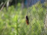 090726_蝉.jpg