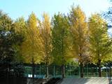 11月23日小コ公園.jpg
