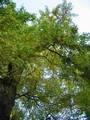 20081004松戸神社の公孫樹.jpg