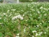 20081005木地区そばの花.jpg