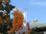 20081010金木犀.jpg