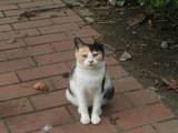 20081010CAT.jpg