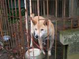 20081011長楽寺の犬.jpg