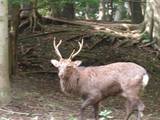 20081013鹿.jpg