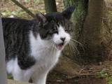 20081013CAT.jpg