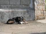 20081013Dog.jpg