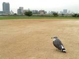 20081014荒川緑地.jpg