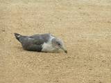 20081014荒川緑地鳥?.jpg