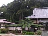 20081015善龍寺五葉松.jpg