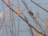 20081228カワセミ.jpg