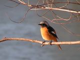 20081228鳥@.jpg