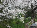 3月28日水元公園 011.jpg