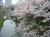 3月28日朝松戸神ミ前.jpg