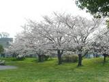 3月28日朝中川公園.jpg