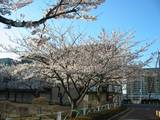 4月01日朝 003.jpg
