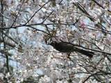 4月05日今井の桜とヒヨドリ.jpg