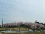 4月05日七次第二公園の桜.jpg